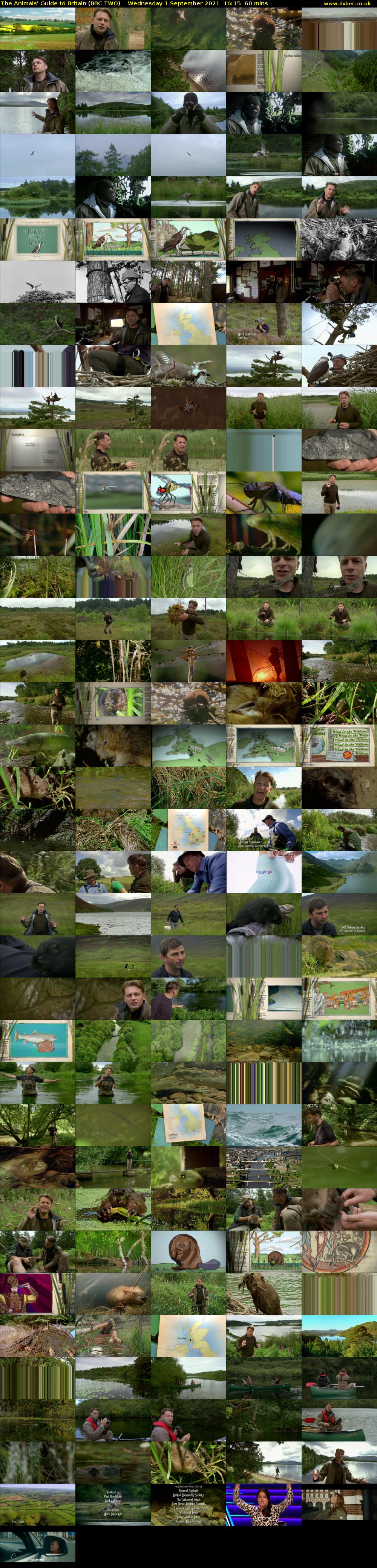 The Animals' Guide to Britain (BBC TWO) Wednesday 1 September 2021 16:15 - 17:15