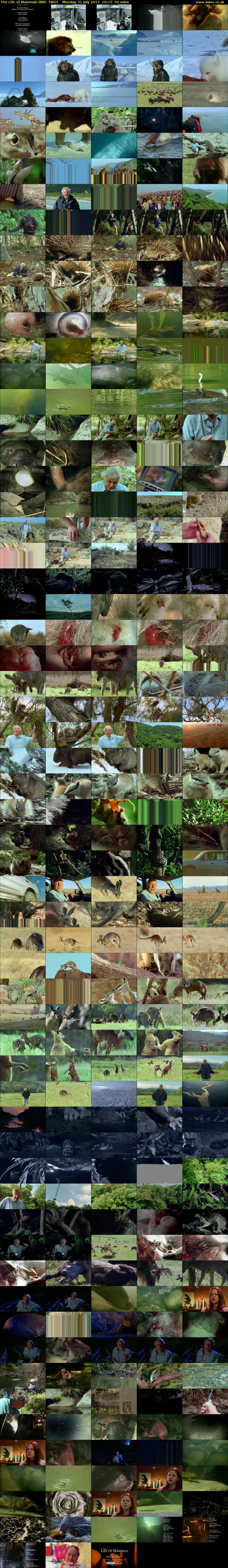 The Life of Mammals (BBC TWO) Monday 31 July 2017 16:15 - 17:15