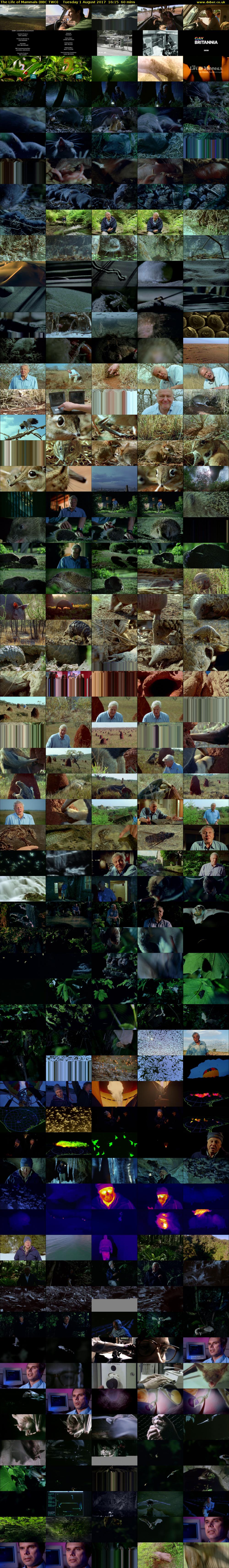 The Life of Mammals (BBC TWO) Tuesday 1 August 2017 16:15 - 17:15