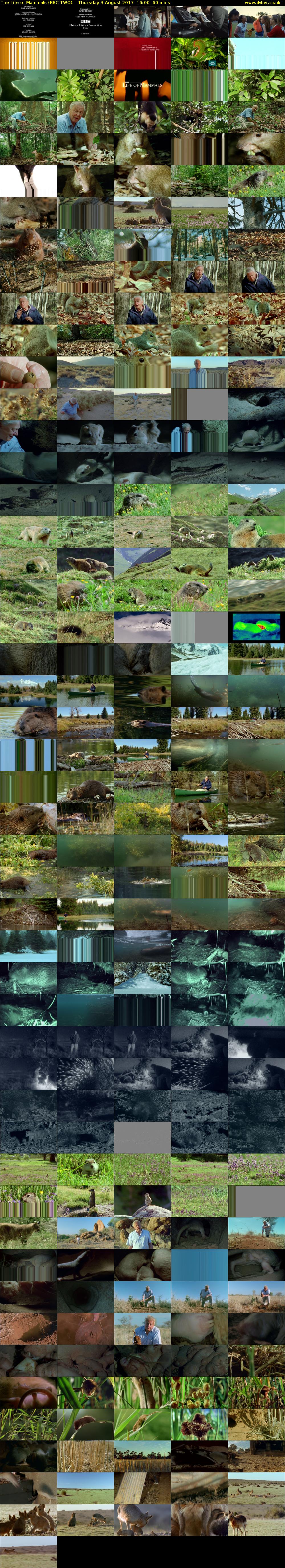 The Life of Mammals (BBC TWO) Thursday 3 August 2017 16:00 - 17:00