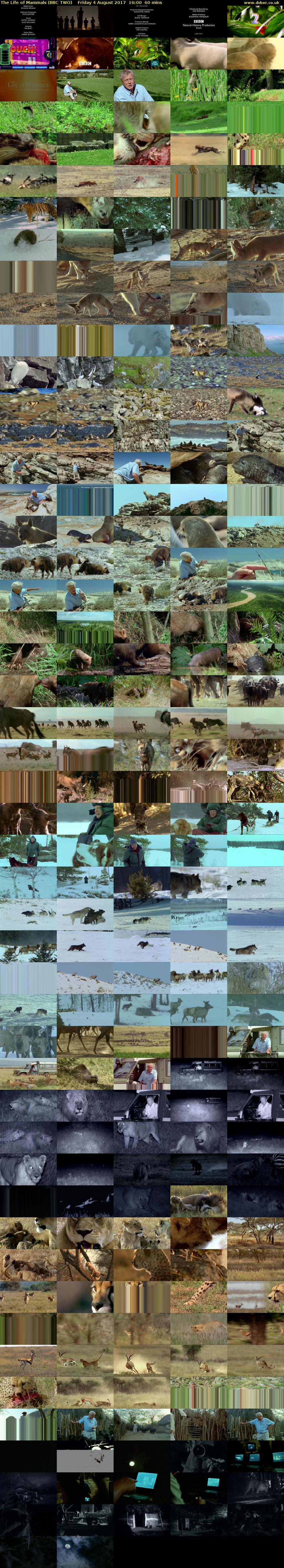 The Life of Mammals (BBC TWO) Friday 4 August 2017 16:00 - 17:00