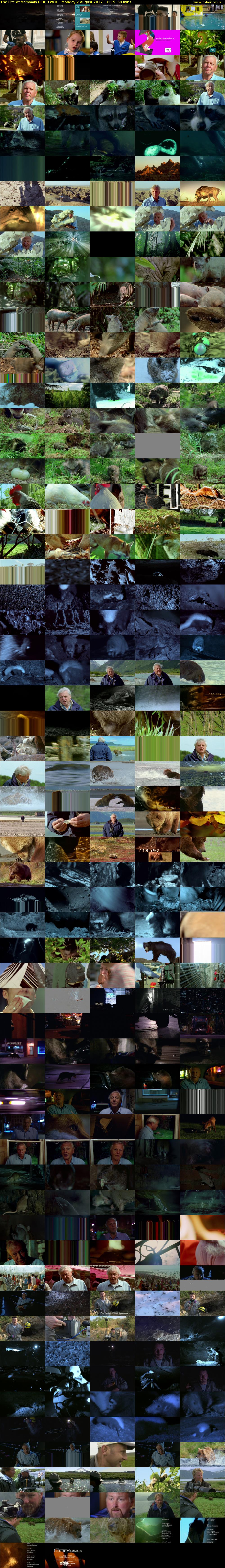 The Life of Mammals (BBC TWO) Monday 7 August 2017 16:15 - 17:15