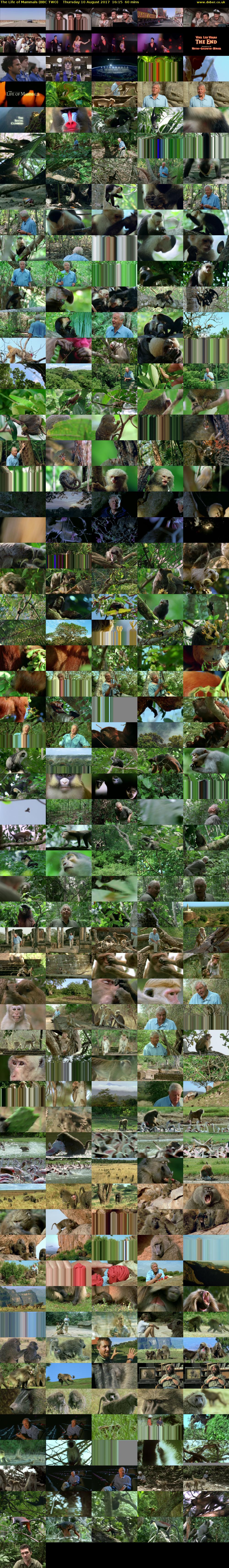 The Life of Mammals (BBC TWO) Thursday 10 August 2017 16:15 - 17:15