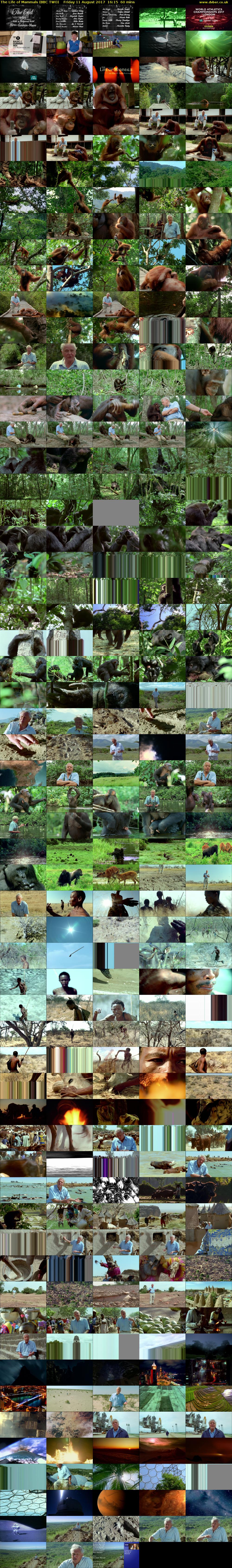 The Life of Mammals (BBC TWO) Friday 11 August 2017 16:15 - 17:15