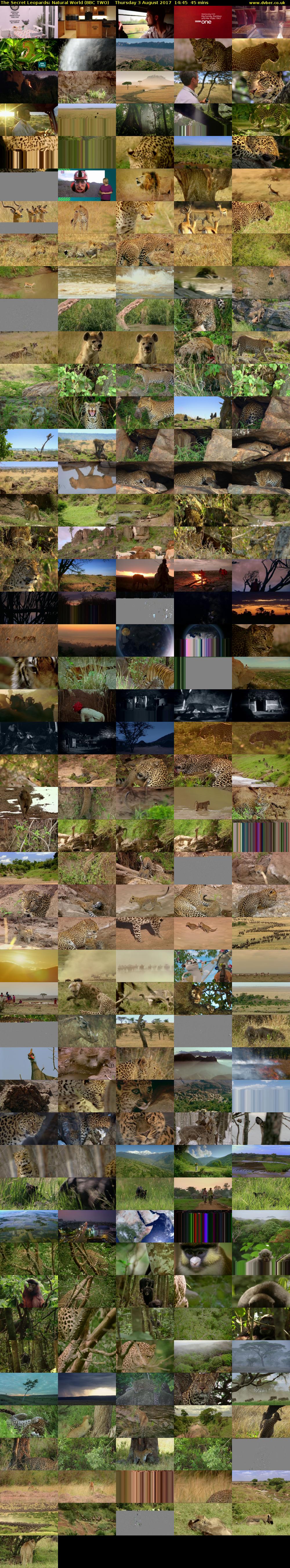 The Secret Leopards: Natural World (BBC TWO) Thursday 3 August 2017 14:45 - 15:30