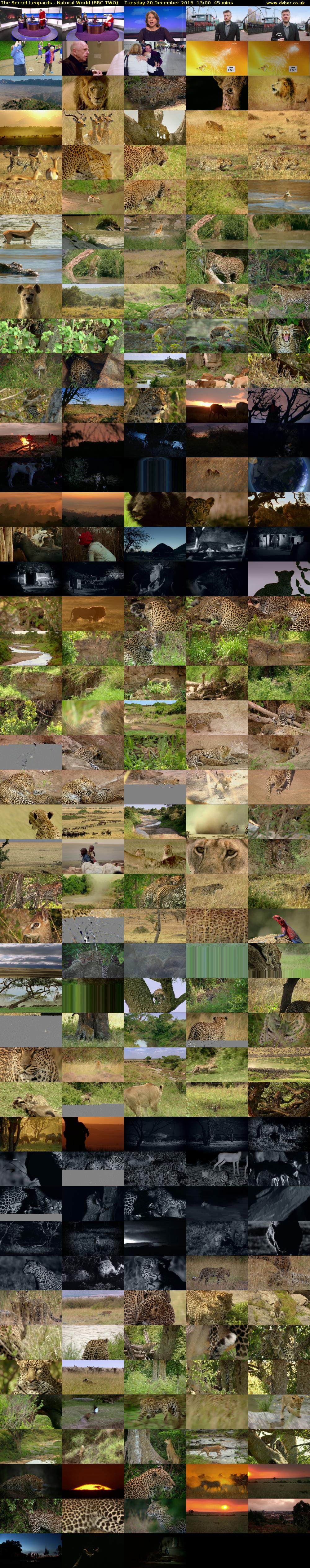 The Secret Leopards - Natural World (BBC TWO) Tuesday 20 December 2016 13:00 - 13:45