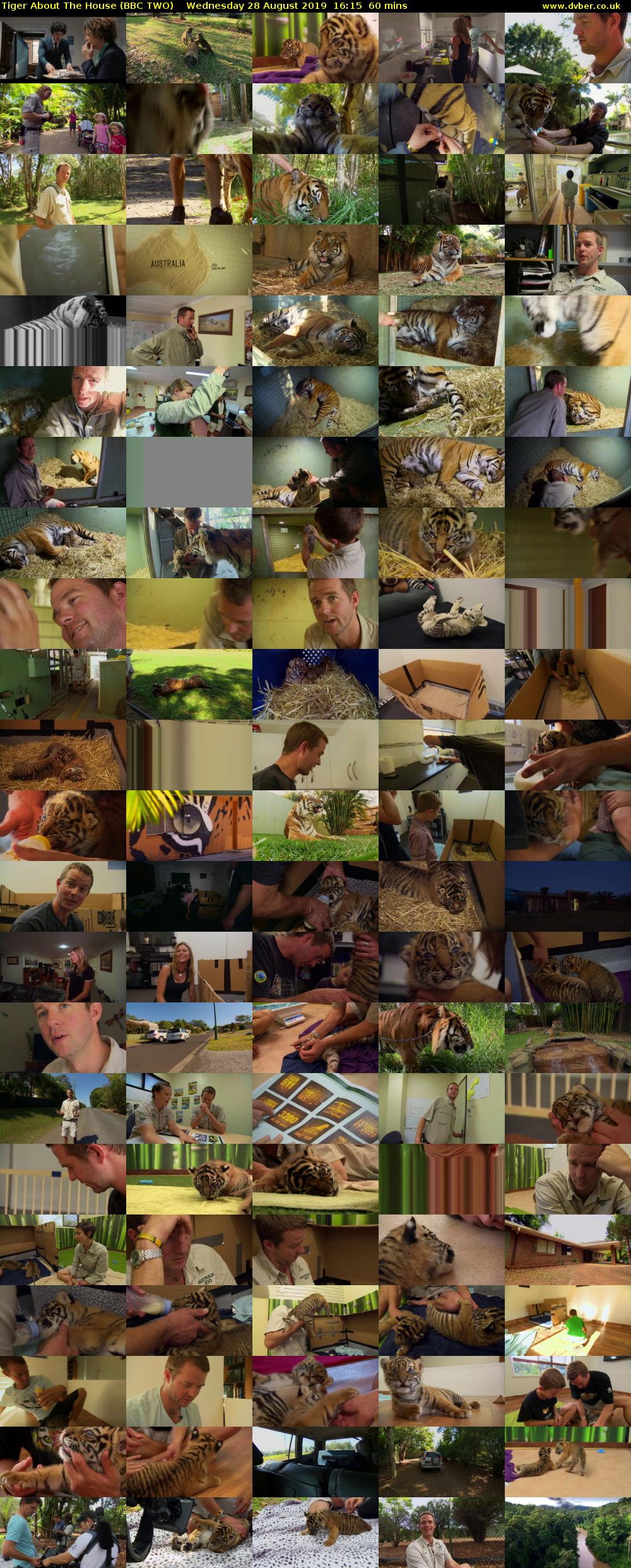 Tiger About The House (BBC TWO) Wednesday 28 August 2019 16:15 - 17:15