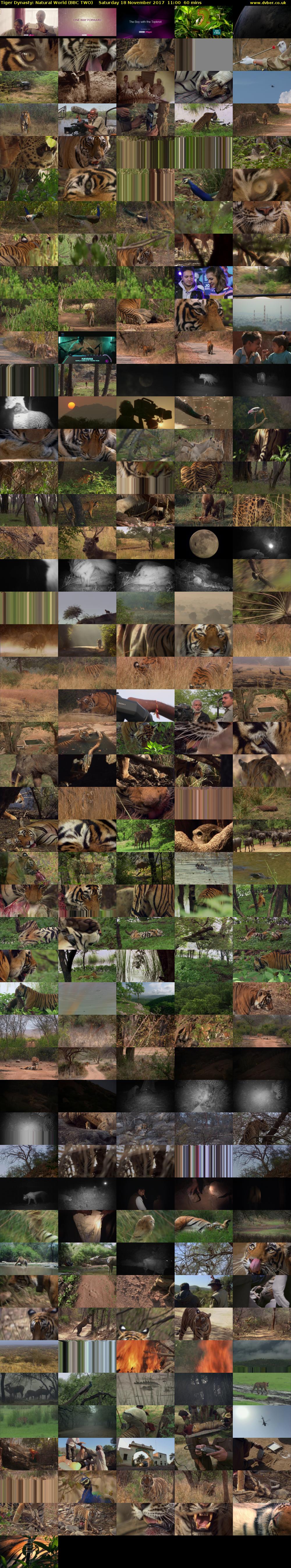 Tiger Dynasty: Natural World (BBC TWO) Saturday 18 November 2017 11:00 - 12:00