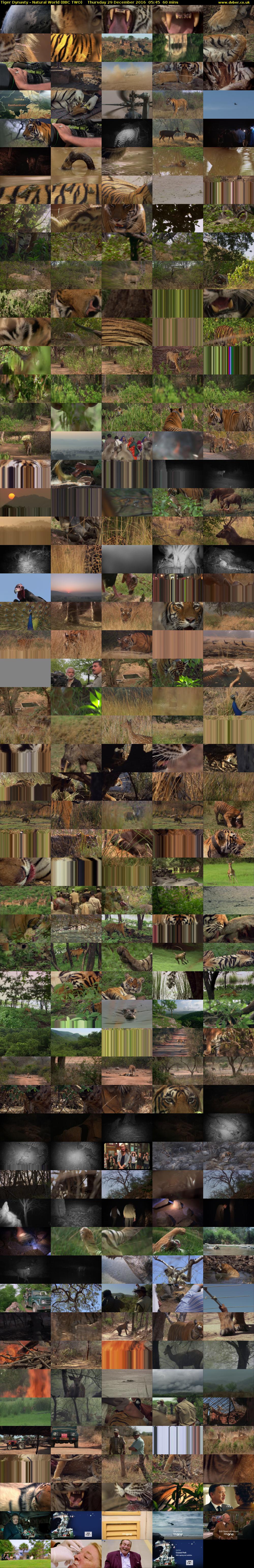 Tiger Dynasty - Natural World (BBC TWO) Thursday 29 December 2016 05:45 - 06:45