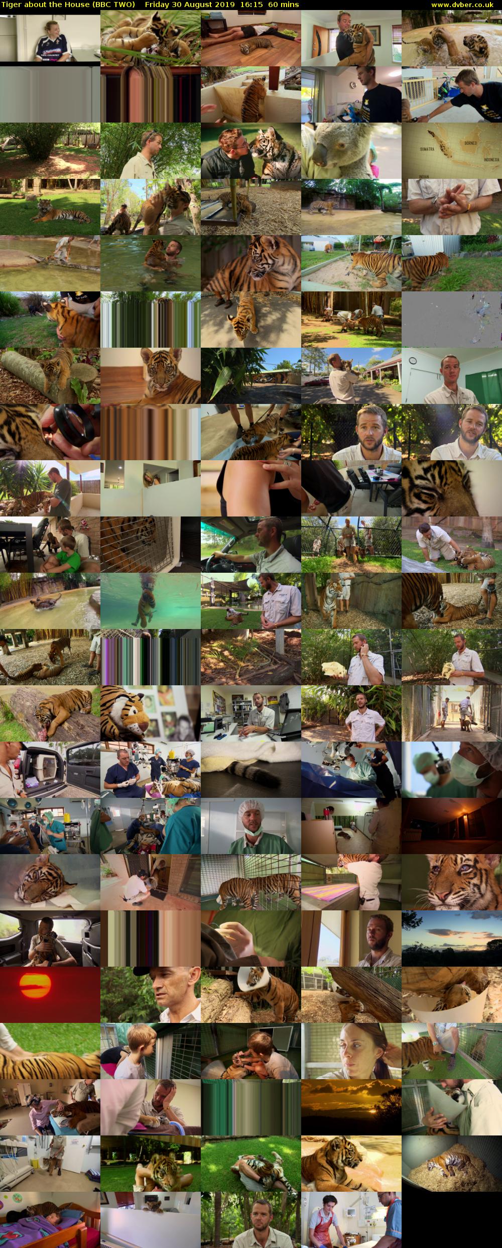 Tiger about the House (BBC TWO) Friday 30 August 2019 16:15 - 17:15