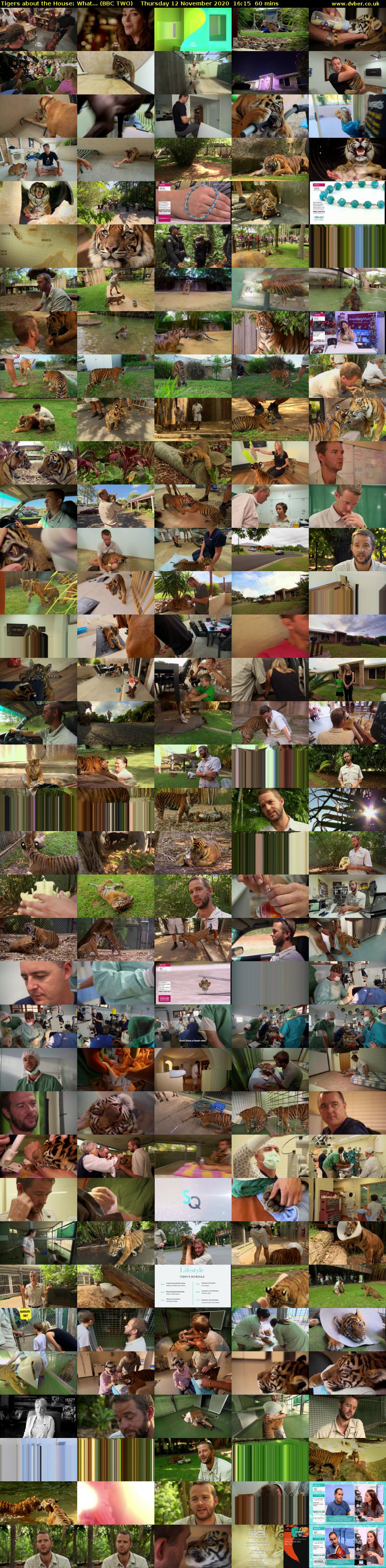 Tigers about the House: What... (BBC TWO) Thursday 12 November 2020 16:15 - 17:15