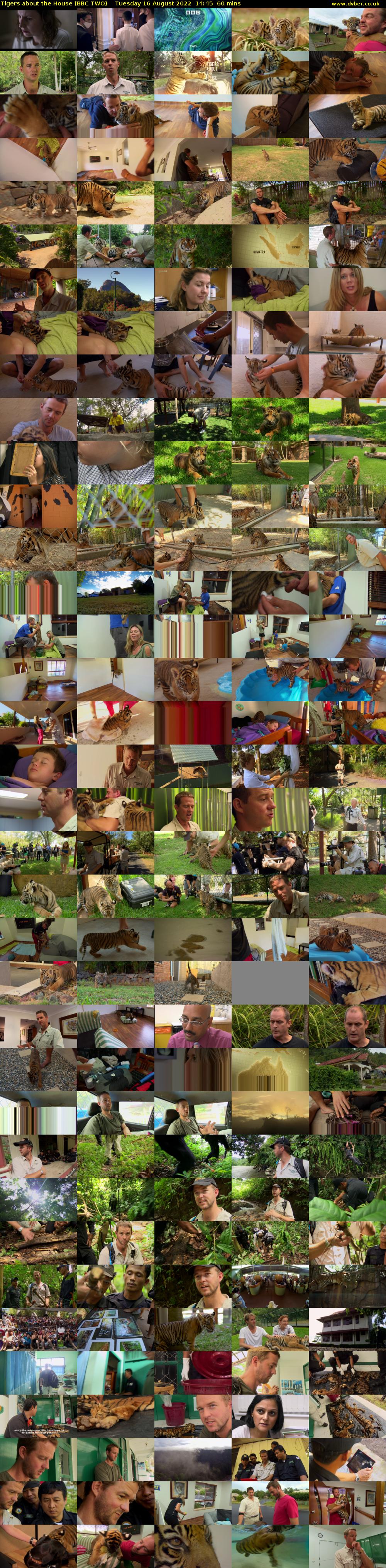Tigers about the House (BBC TWO) Tuesday 16 August 2022 14:45 - 15:45