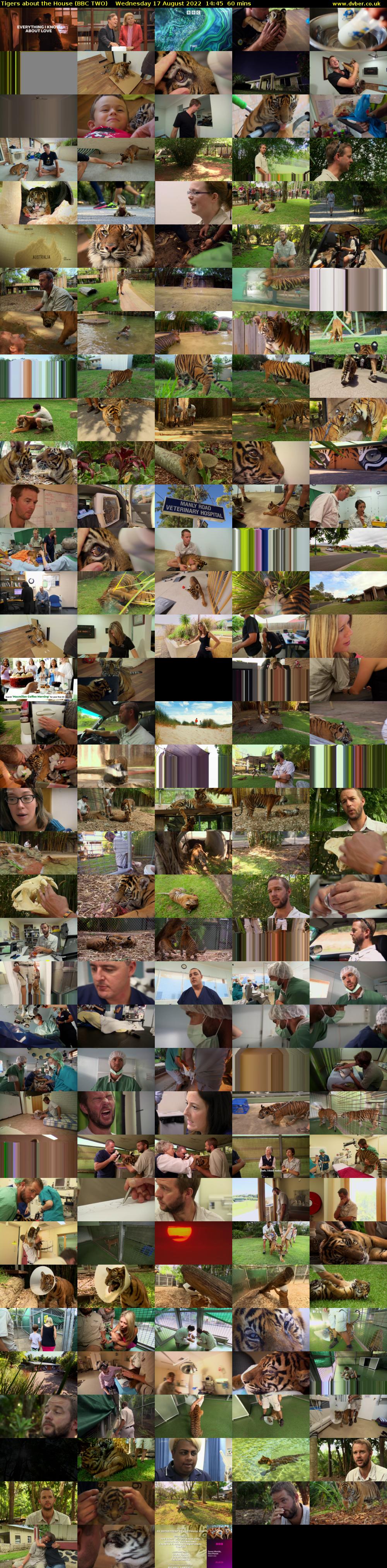 Tigers about the House (BBC TWO) Wednesday 17 August 2022 14:45 - 15:45