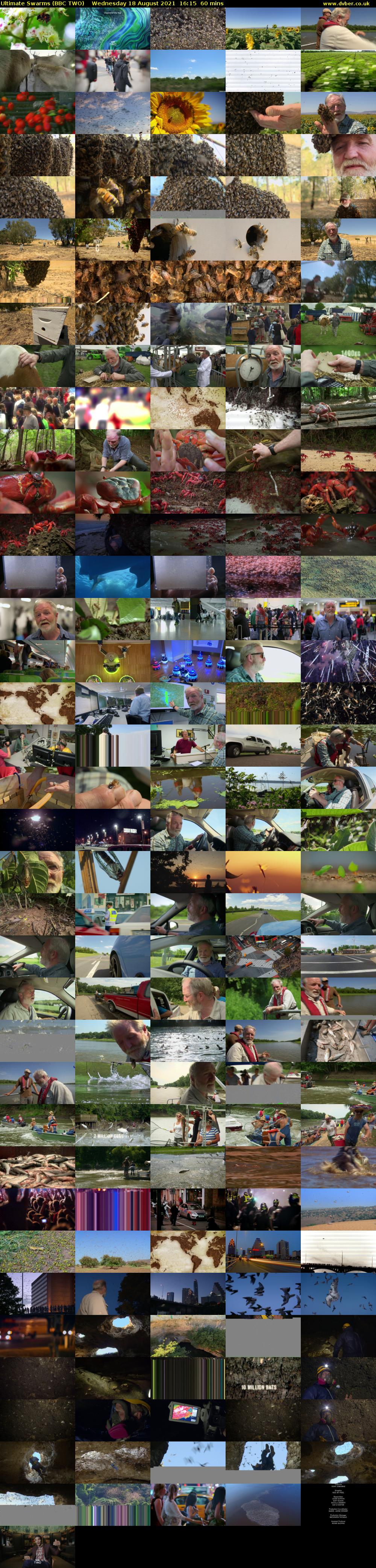 Ultimate Swarms (BBC TWO) Wednesday 18 August 2021 16:15 - 17:15