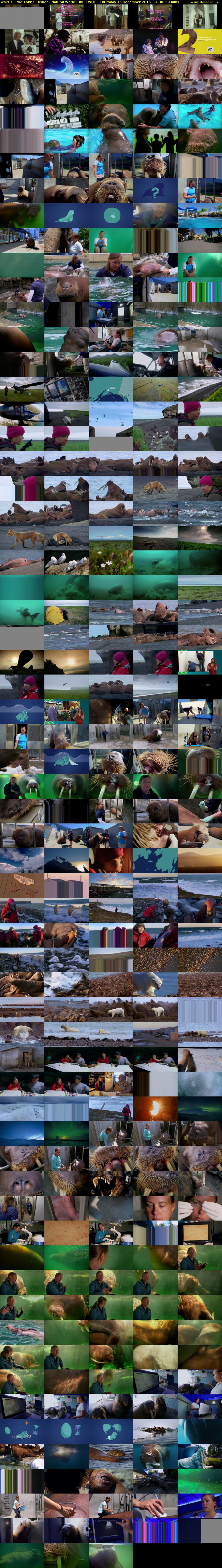 Walrus: Two Tonne Tusker - Natural World (BBC TWO) Thursday 15 December 2016 14:30 - 15:30