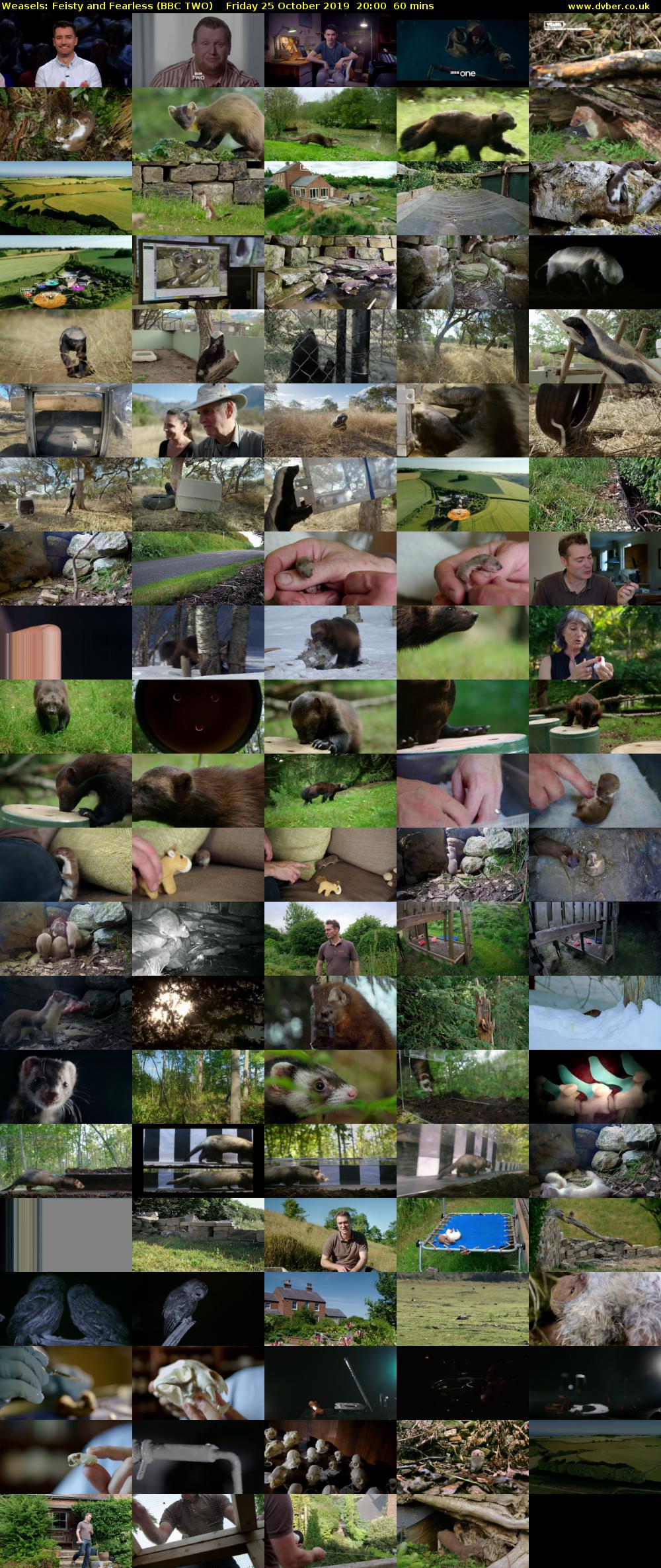 Weasels: Feisty and Fearless (BBC TWO) Friday 25 October 2019 20:00 - 21:00
