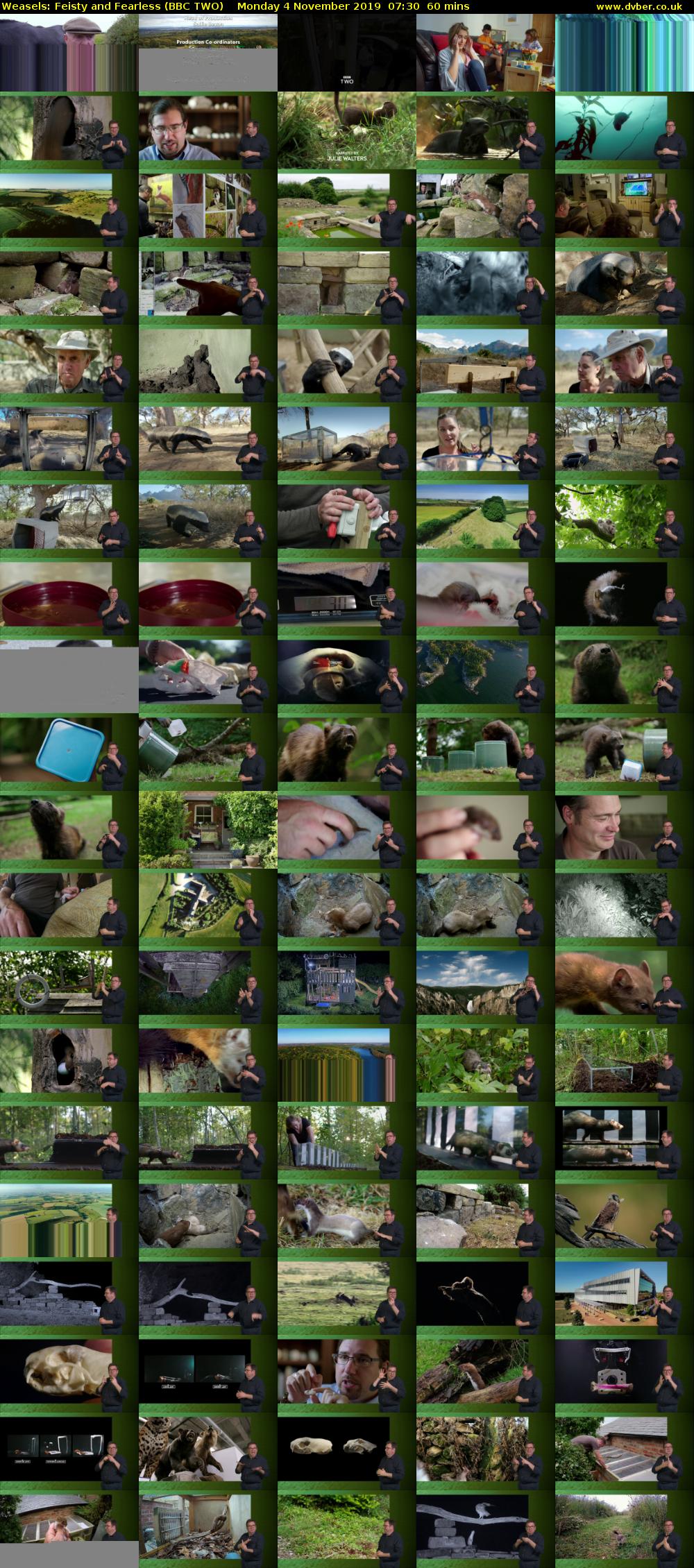 Weasels: Feisty and Fearless (BBC TWO) Monday 4 November 2019 07:30 - 08:30