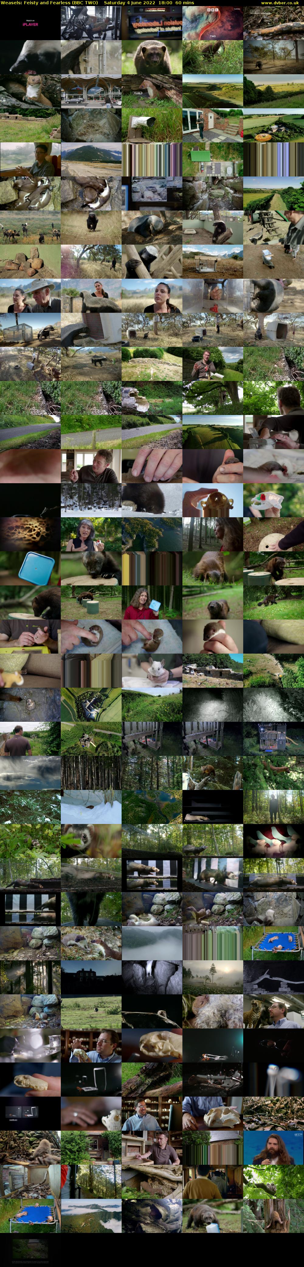 Weasels: Feisty and Fearless (BBC TWO) Saturday 4 June 2022 18:00 - 19:00