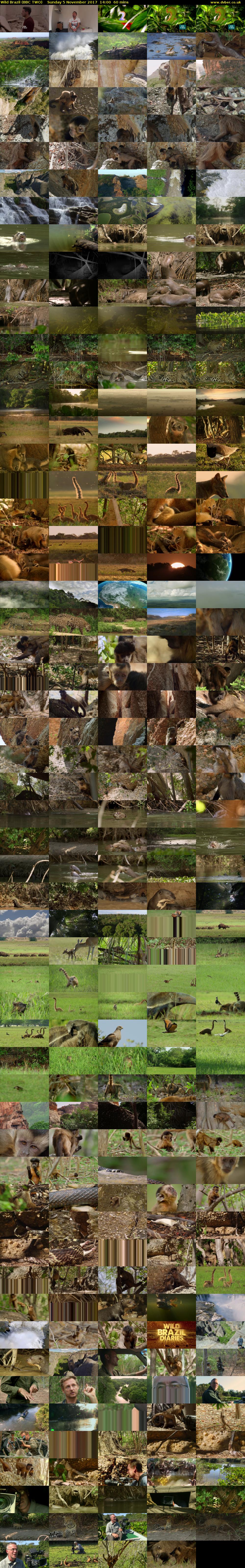 Wild Brazil (BBC TWO) Sunday 5 November 2017 14:00 - 15:00