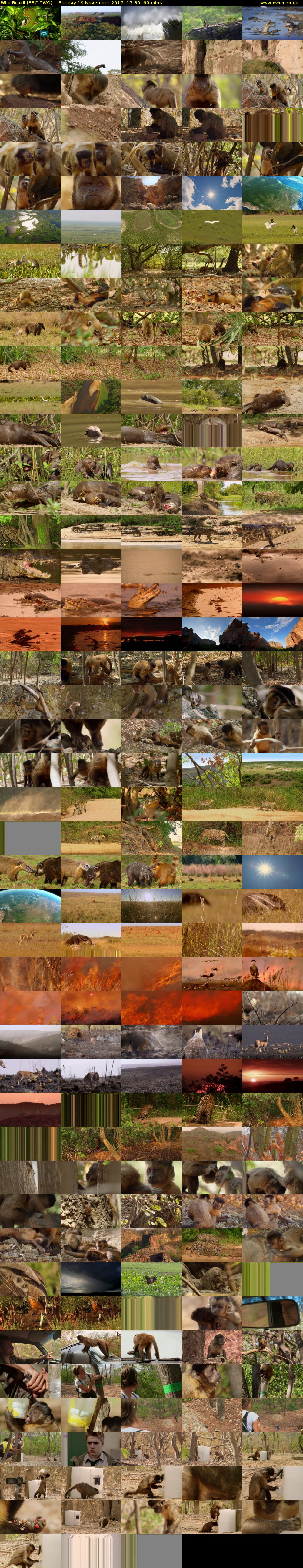 Wild Brazil (BBC TWO) Sunday 19 November 2017 15:30 - 16:30