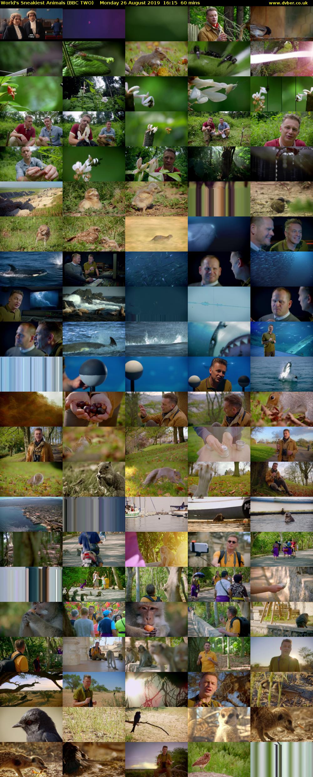 World's Sneakiest Animals (BBC TWO) Monday 26 August 2019 16:15 - 17:15