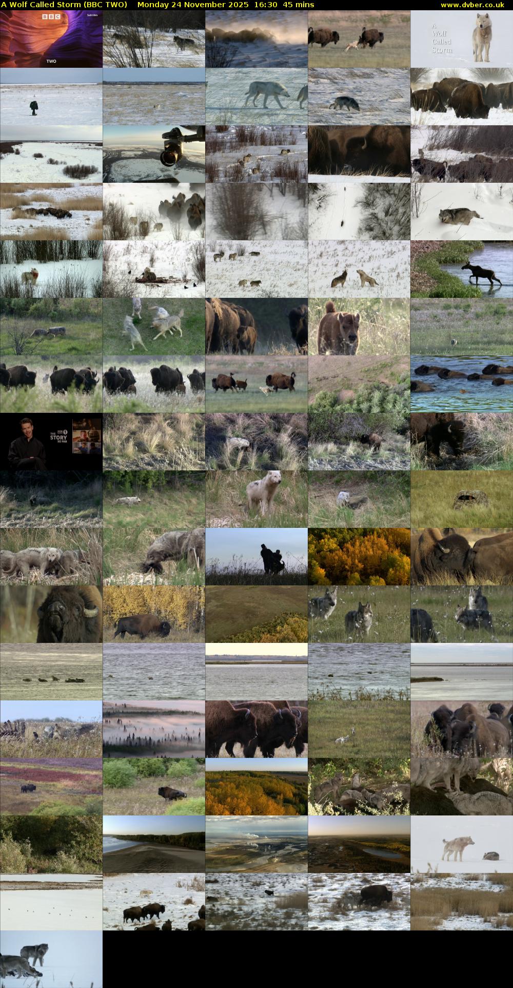 A Wolf Called Storm (BBC TWO) Monday 24 November 2025 16:30 - 17:15