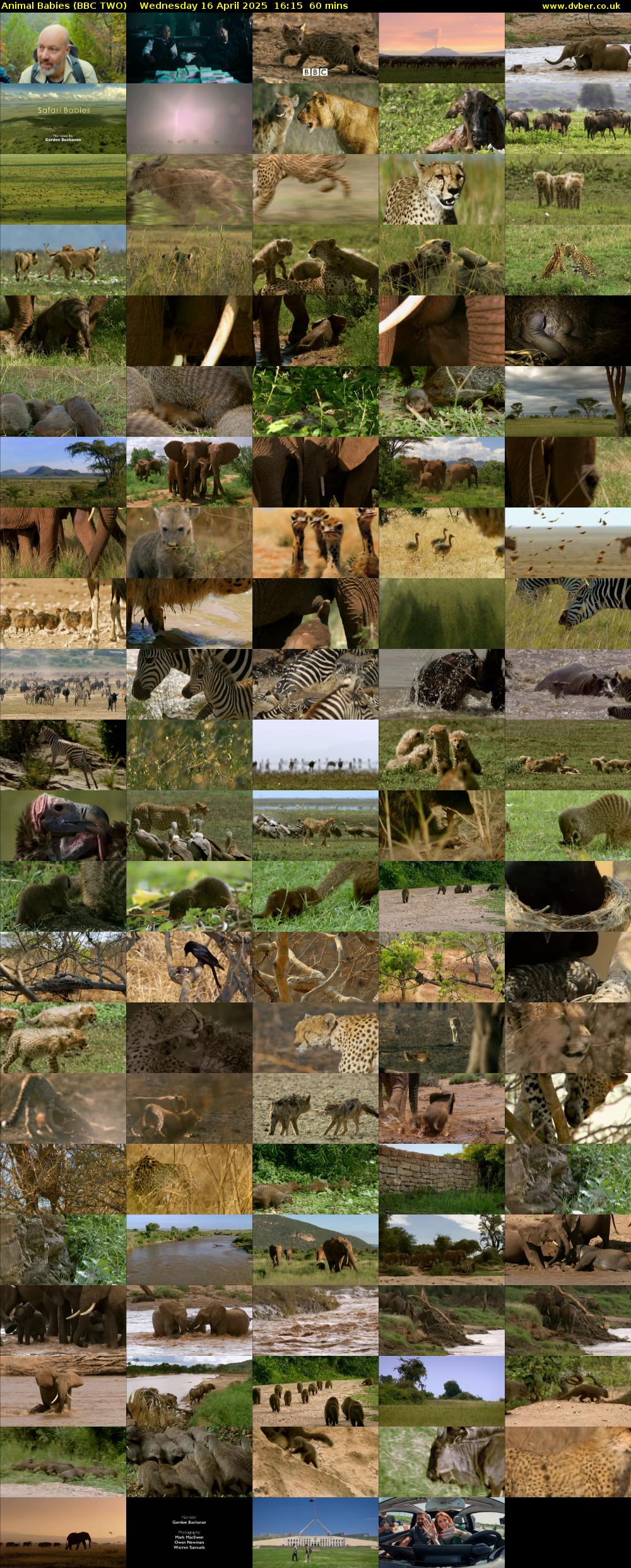 Animal Babies (BBC TWO) Wednesday 16 April 2025 16:15 - 17:15