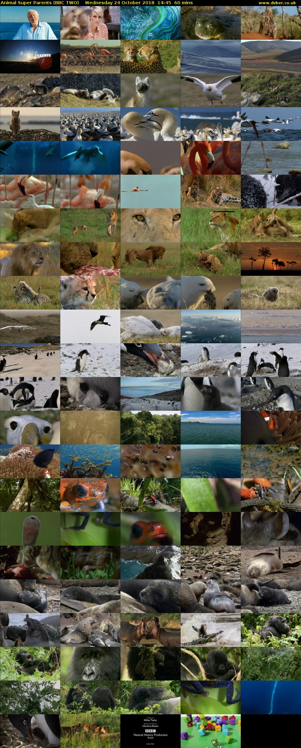 Animal Super Parents (BBC TWO) Wednesday 24 October 2018 14:45 - 15:45