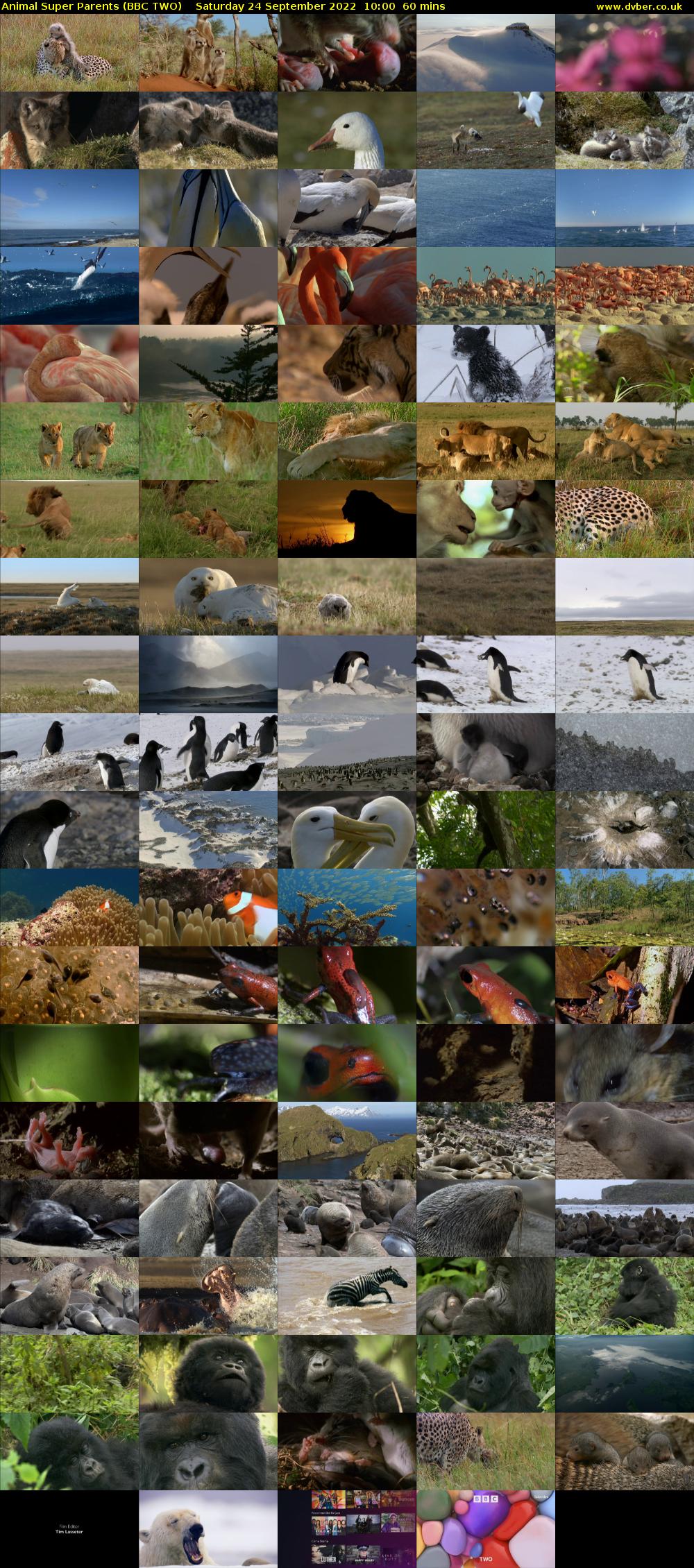 Animal Super Parents (BBC TWO) Saturday 24 September 2022 10:00 - 11:00