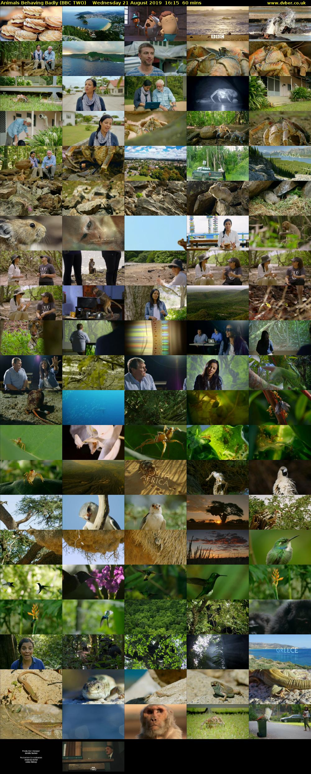 Animals Behaving Badly (BBC TWO) Wednesday 21 August 2019 16:15 - 17:15