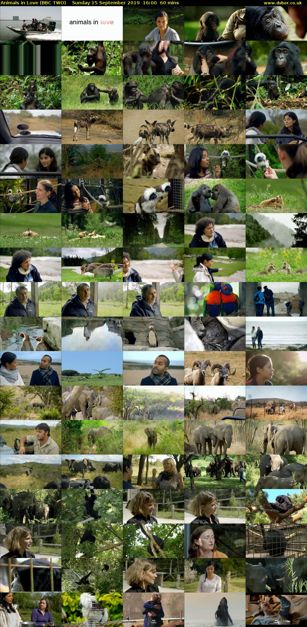 Animals in Love (BBC TWO) Sunday 15 September 2019 16:00 - 17:00