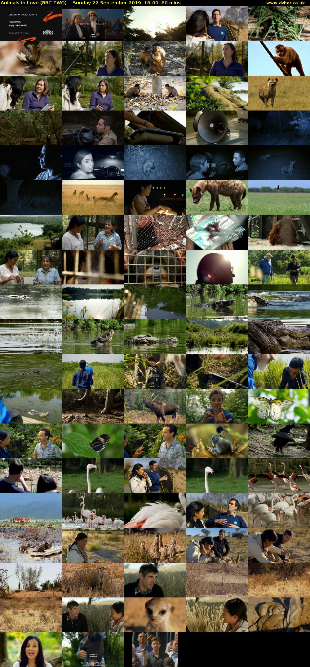 Animals in Love (BBC TWO) Sunday 22 September 2019 16:00 - 17:00
