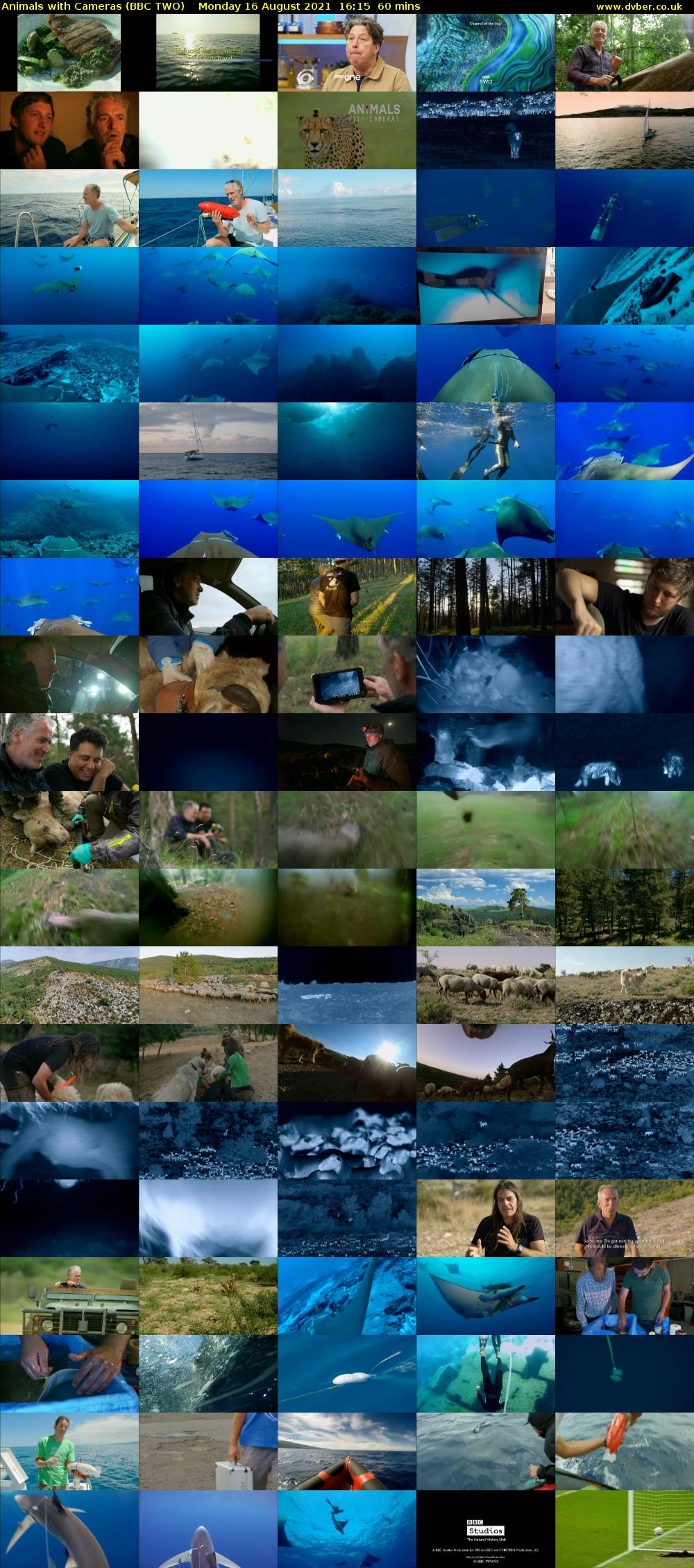 Animals with Cameras (BBC TWO) Monday 16 August 2021 16:15 - 17:15