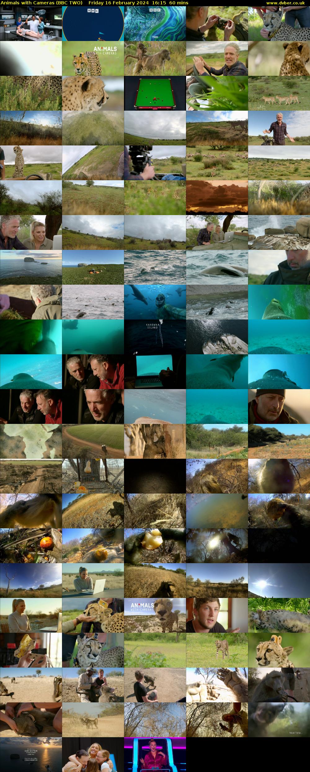 Animals with Cameras (BBC TWO) Friday 16 February 2024 16:15 - 17:15