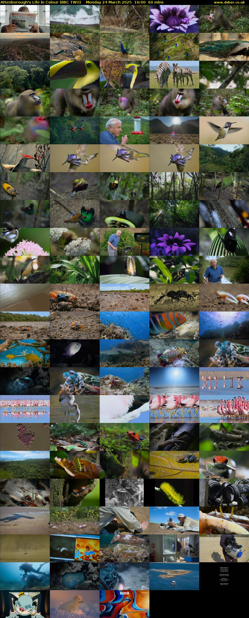 Attenborough's Life in Colour (BBC TWO) Monday 24 March 2025 16:00 - 17:00
