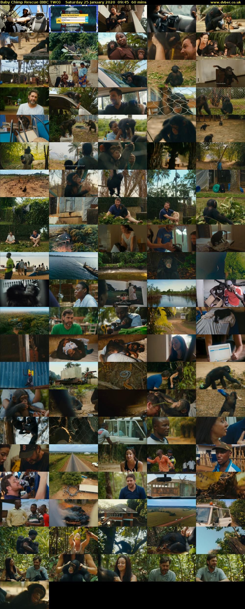 Baby Chimp Rescue (BBC TWO) Saturday 25 January 2020 09:45 - 10:45