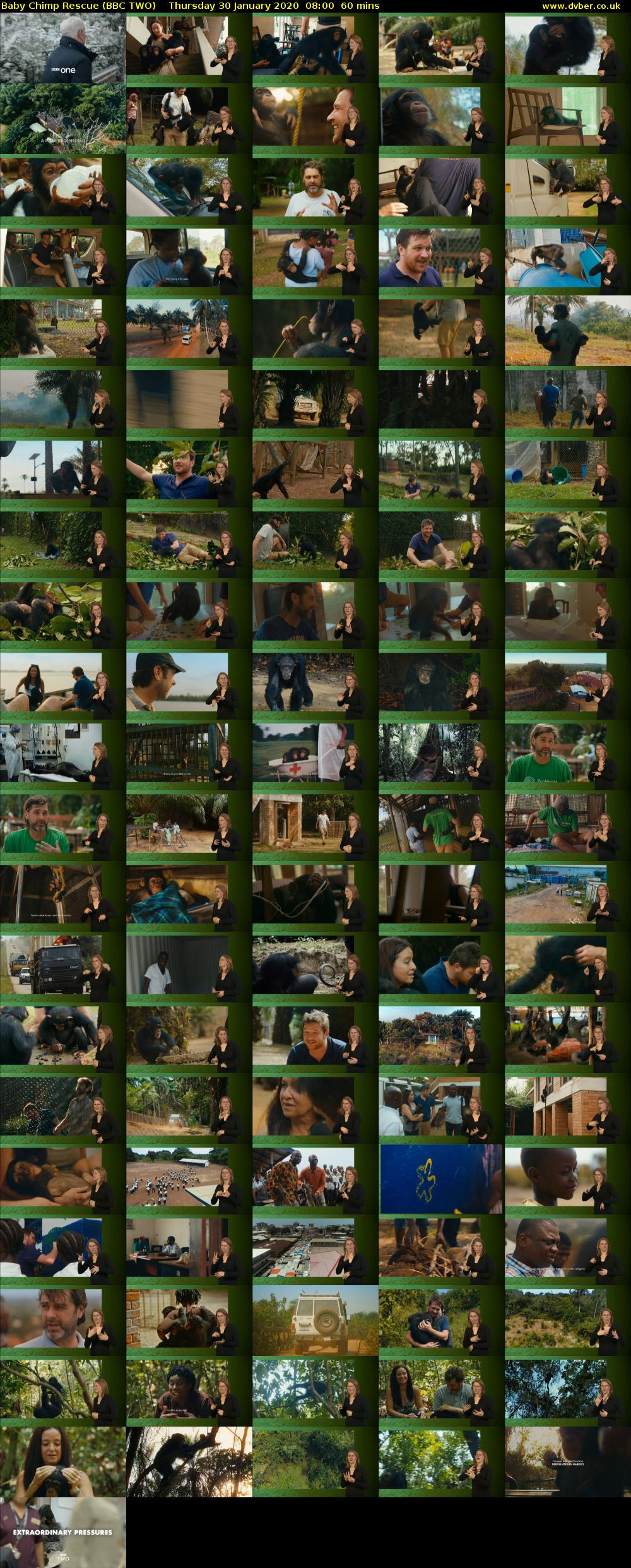 Baby Chimp Rescue (BBC TWO) Thursday 30 January 2020 08:00 - 09:00