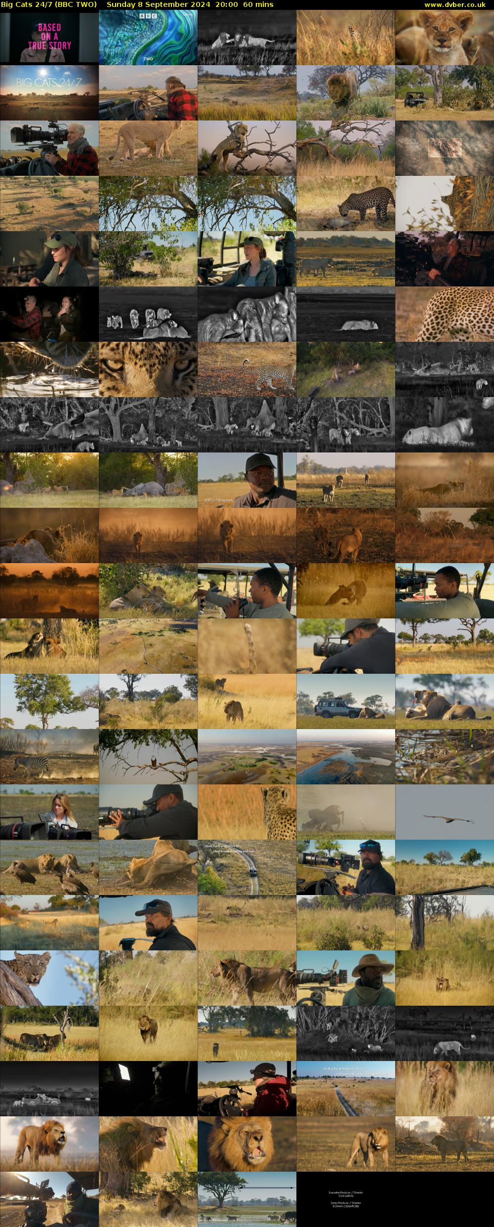 Big Cats 24/7 (BBC TWO) Sunday 8 September 2024 20:00 - 21:00