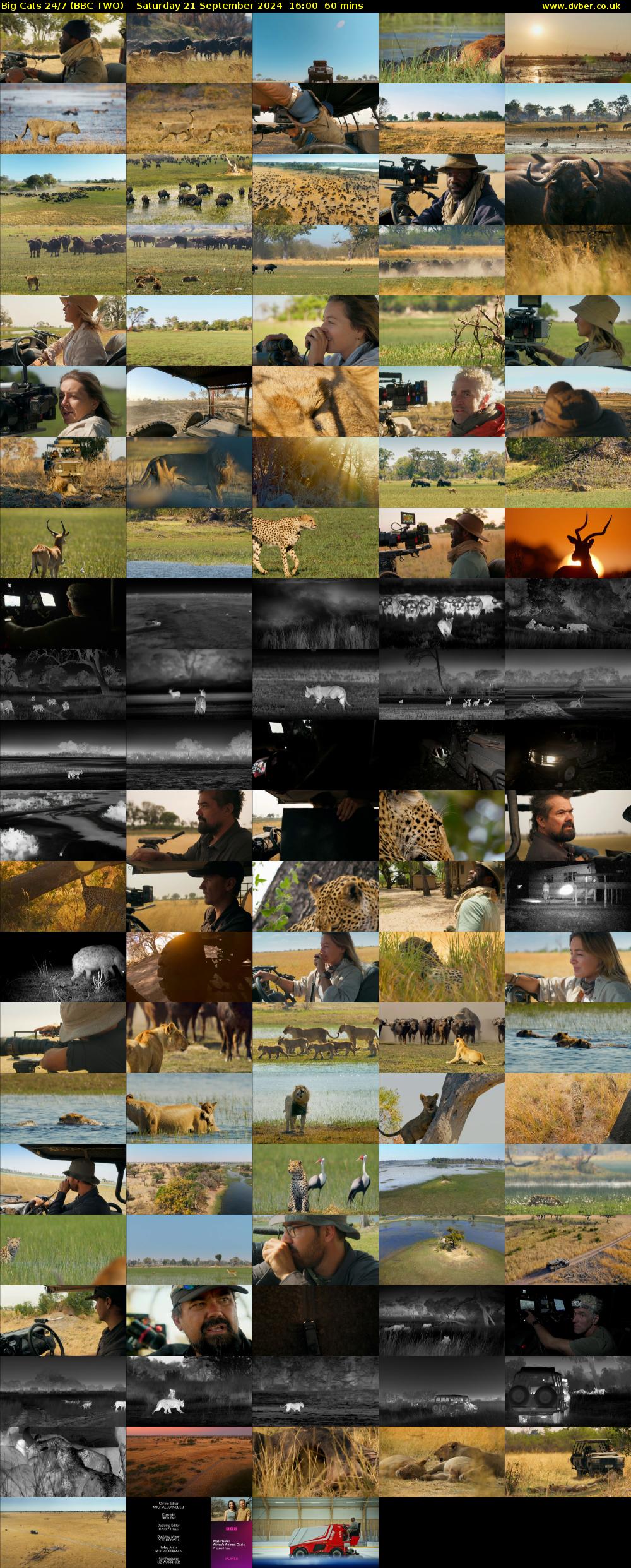 Big Cats 24/7 (BBC TWO) Saturday 21 September 2024 16:00 - 17:00