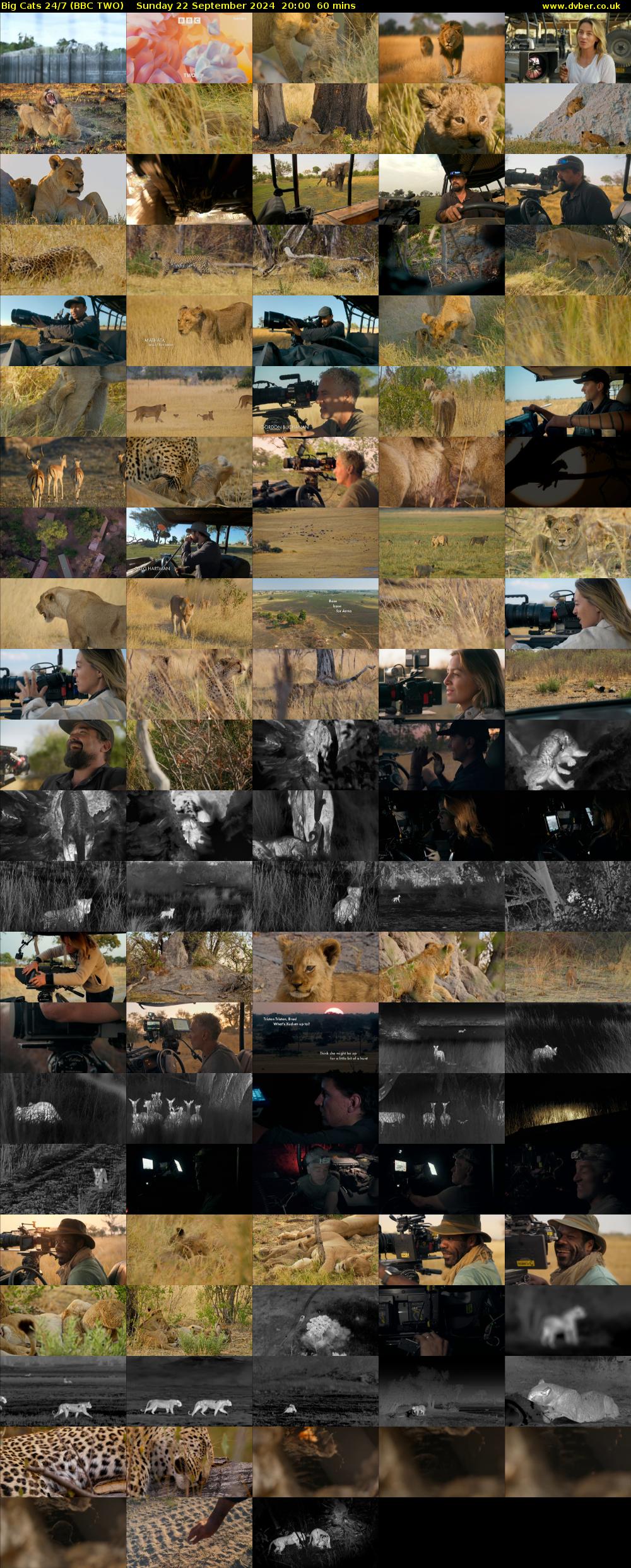 Big Cats 24/7 (BBC TWO) Sunday 22 September 2024 20:00 - 21:00