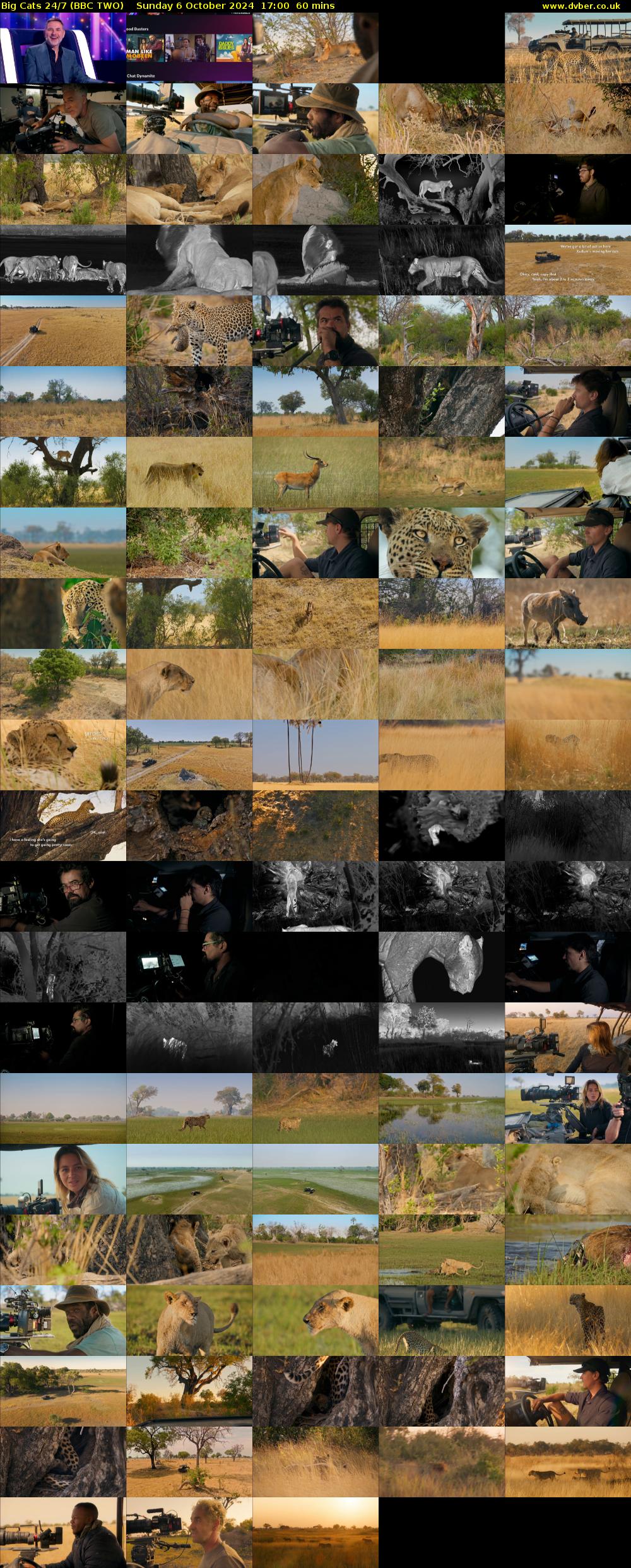 Big Cats 24/7 (BBC TWO) Sunday 6 October 2024 17:00 - 18:00