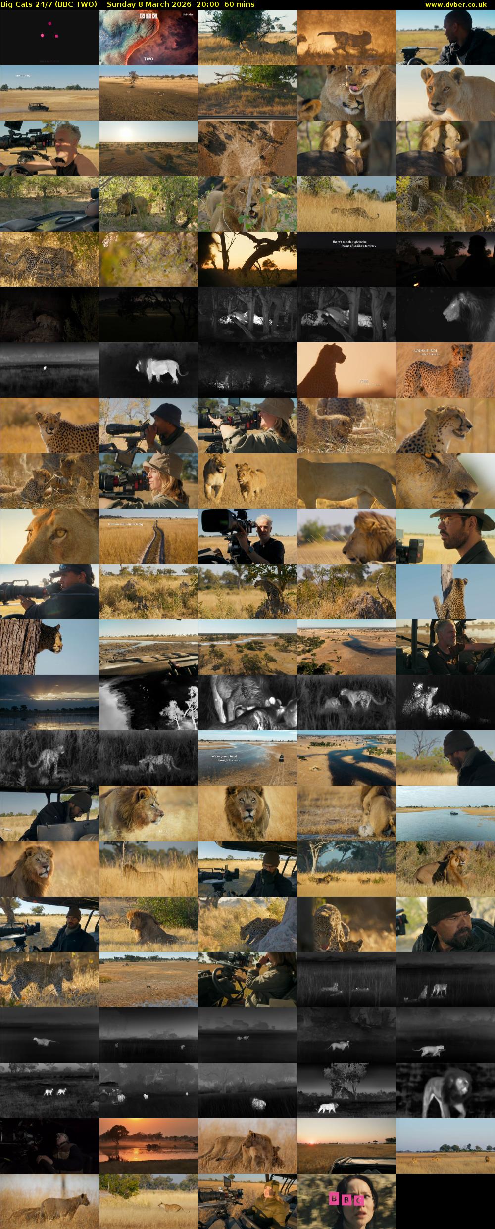 Big Cats 24/7 (BBC TWO) Sunday 8 March 2026 20:00 - 21:00