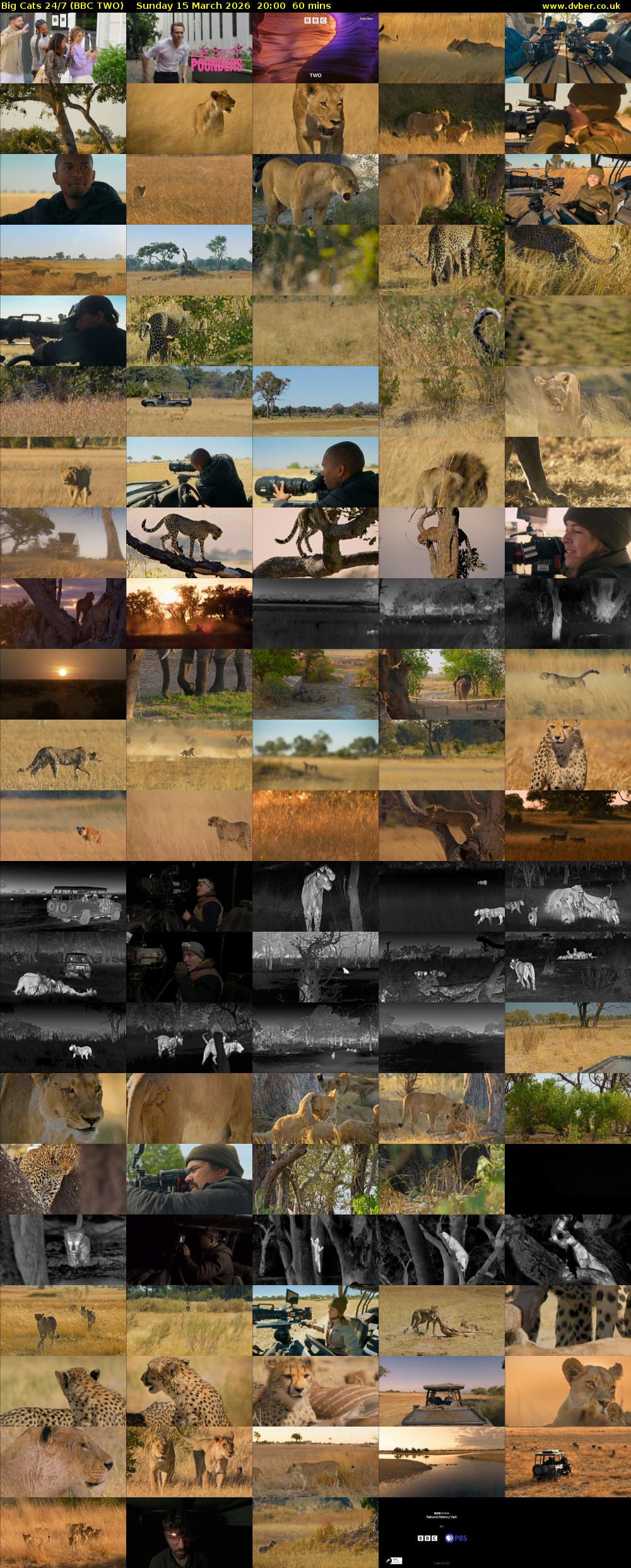 Big Cats 24/7 (BBC TWO) Sunday 15 March 2026 20:00 - 21:00