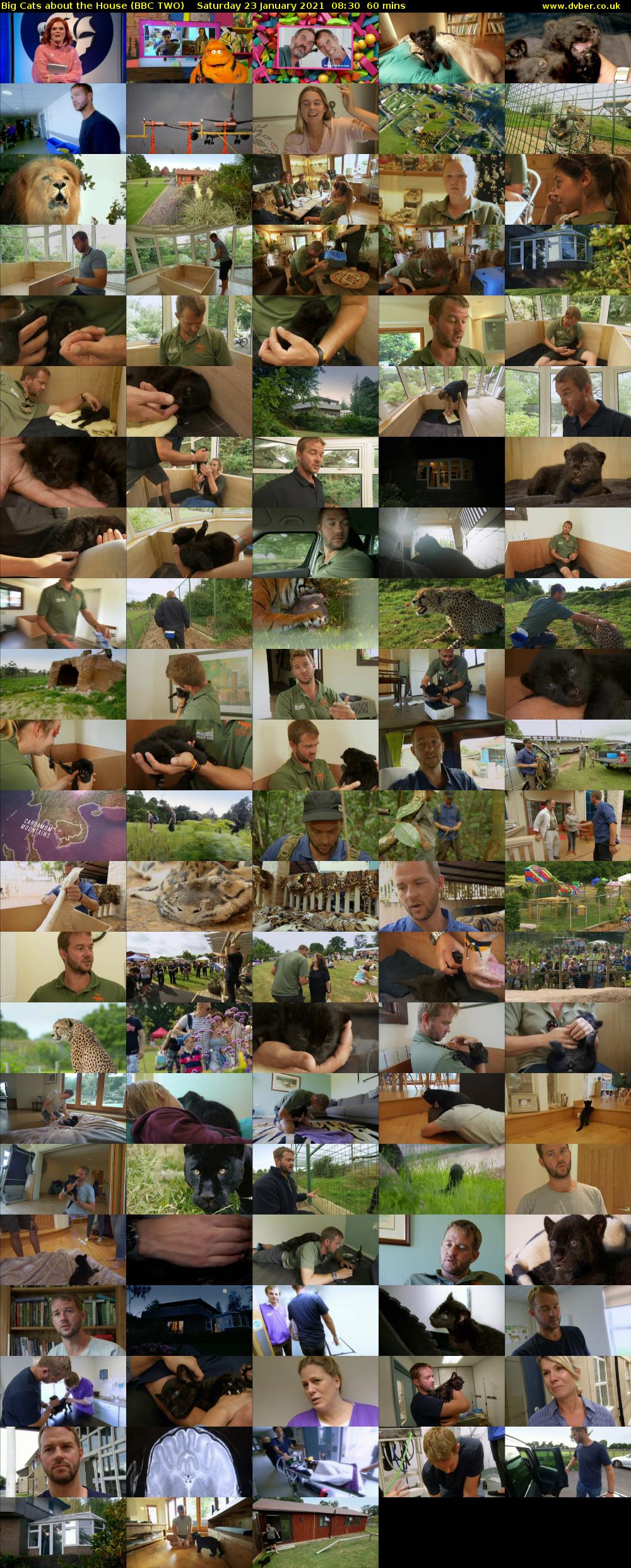 Big Cats About the House (BBC TWO) Saturday 23 January 2021 08:30 - 09:30
