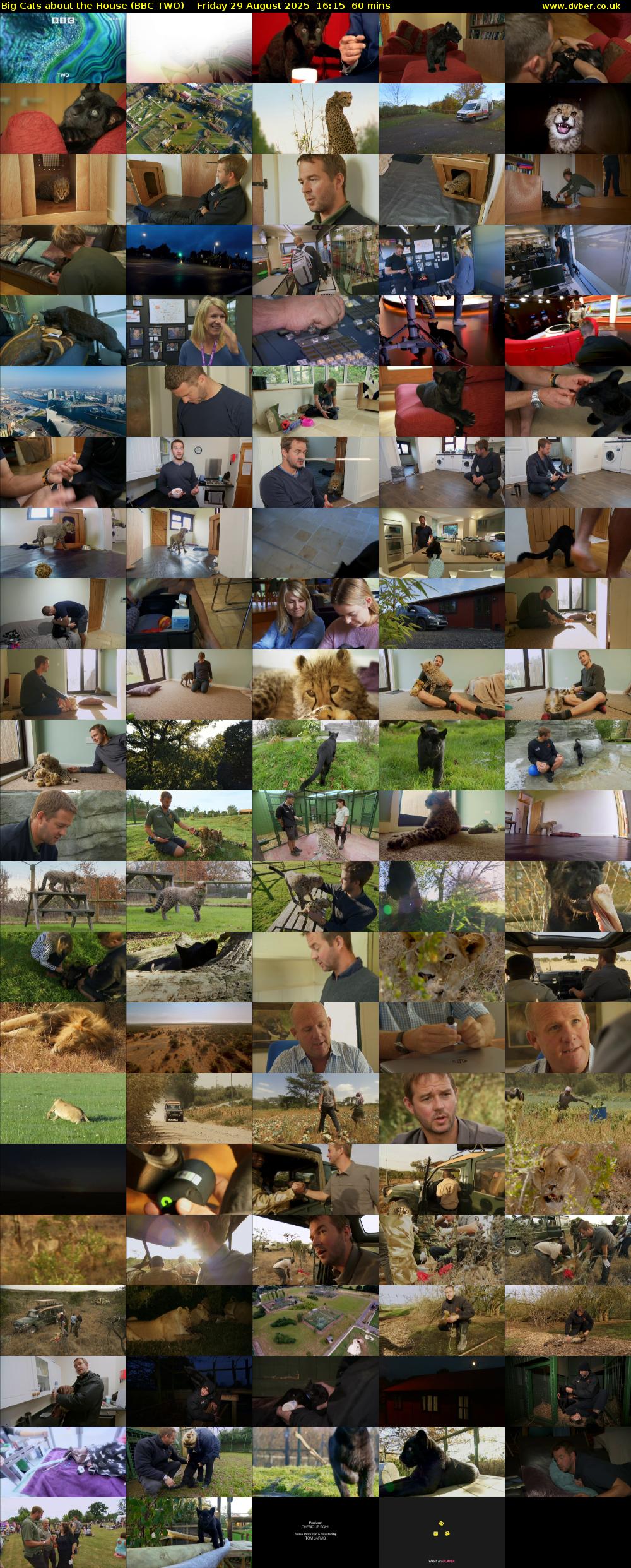 Big Cats About the House (BBC TWO) Friday 29 August 2025 16:15 - 17:15