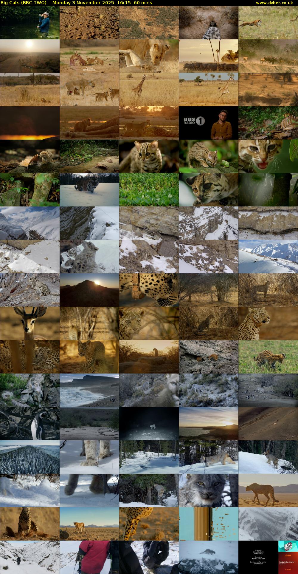 Big Cats (BBC TWO) Monday 3 November 2025 16:15 - 17:15