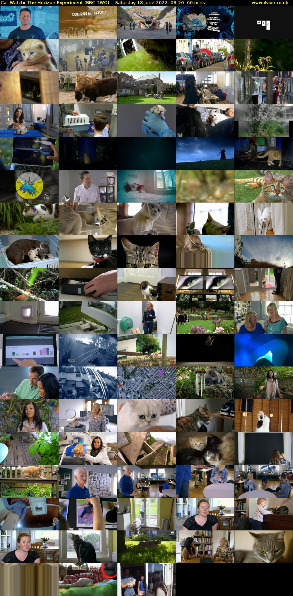 Cat Watch: The Horizon Experiment (BBC TWO) Saturday 18 June 2022 08:20 - 09:20