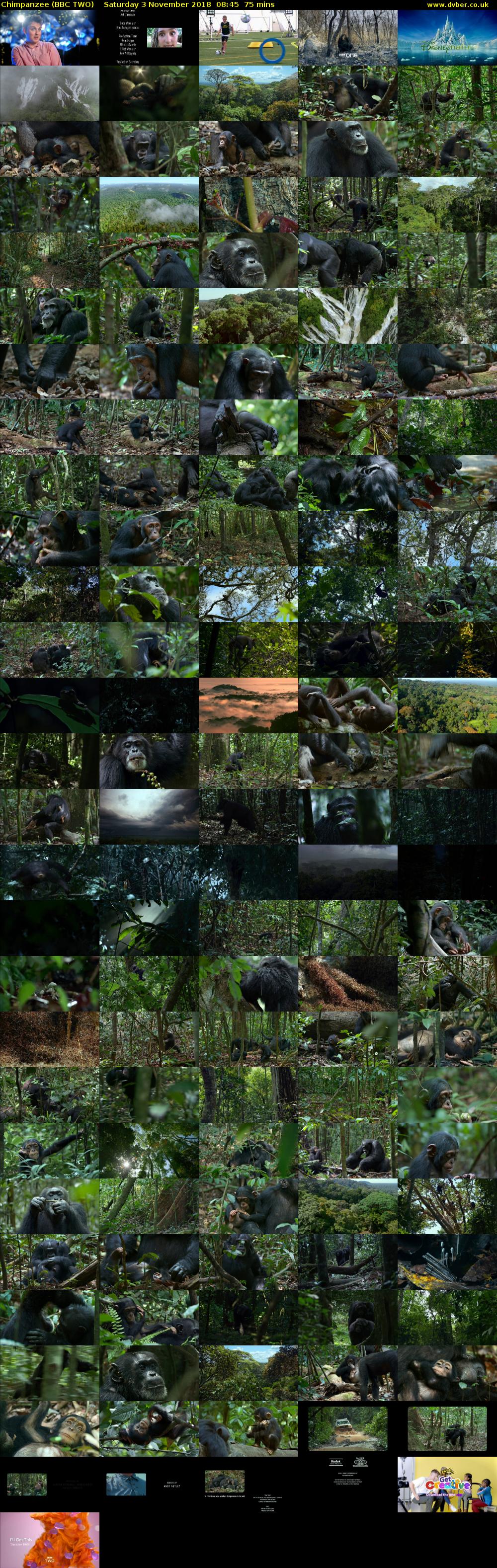 Chimpanzee (BBC TWO) Saturday 3 November 2018 08:45 - 10:00