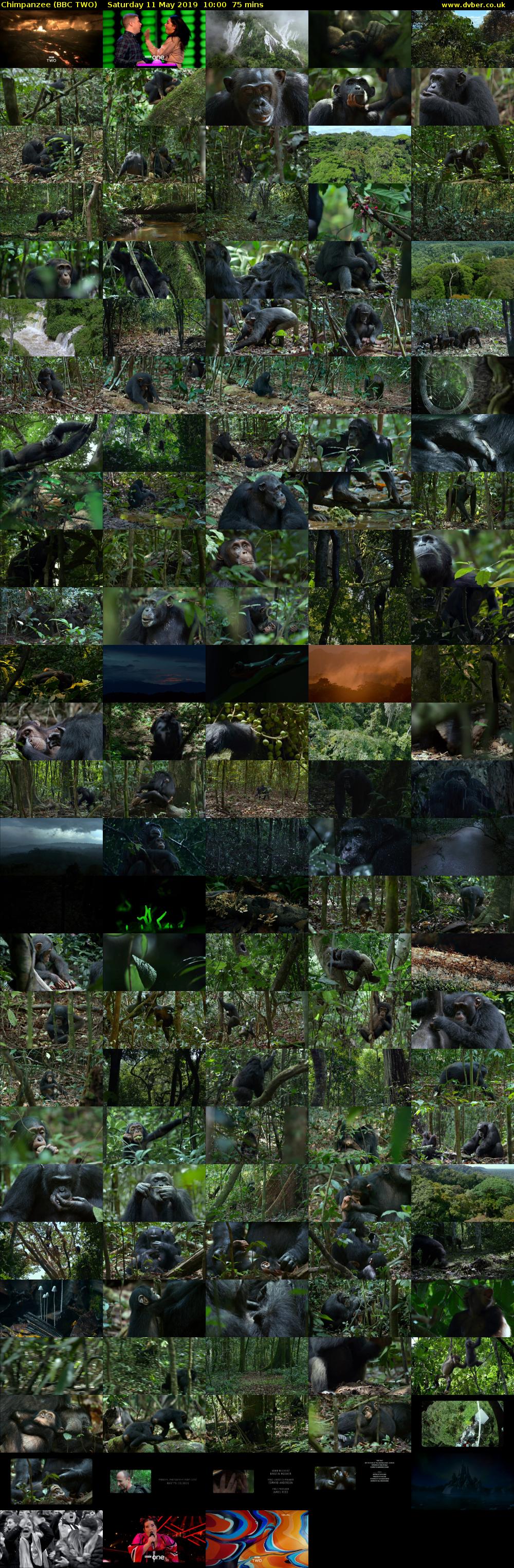 Chimpanzee (BBC TWO) Saturday 11 May 2019 10:00 - 11:15