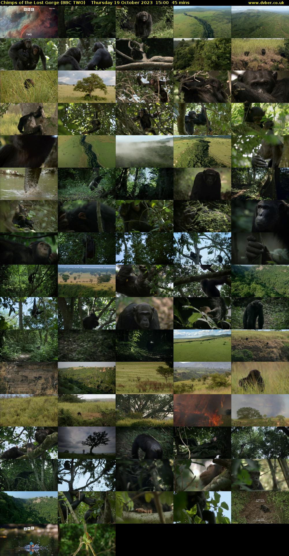 Chimps of the Lost Gorge (BBC TWO) Thursday 19 October 2023 15:00 - 15:45